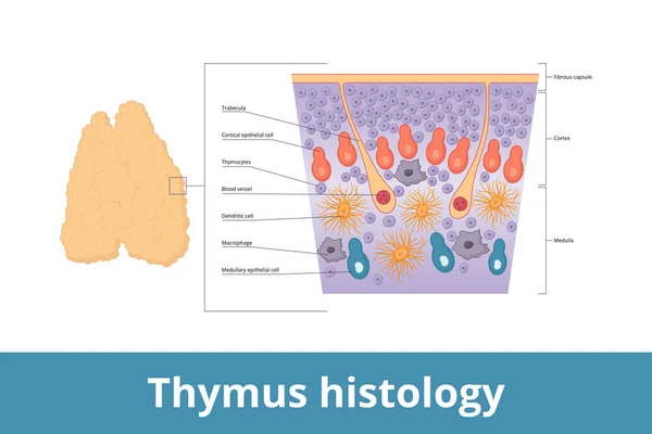 Thymus Histology Visualization Thymus Tissue Including Thymocytes Trabecula Medulla Blood — Vector de stock