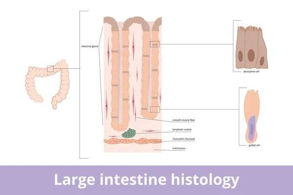 大肠组织学 具有可视化肠道腺体 吸收细胞和杯状细胞的大肠组织 消化道横断面的局部可视化 — 图库矢量图片