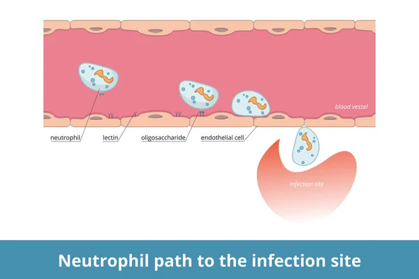 Neutrophil Path Infection Site Cell Surface Carbohydrate Recognized Lectins Allows — Vector de stock