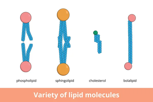 脂质分子的多样性 形成生物膜的脂质分子的形状 包括磷脂 球状磷脂 胆固醇和脂肪脂 — 图库矢量图片