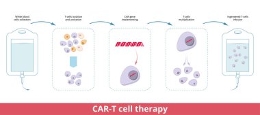 CAR-T hücre terapisi. Chimeric antijen reseptör T hücreleri (CAR T hücreleri olarak da bilinir) bağışıklık tedavisi için yapay T hücresi reseptörü üretmek üzere genetik olarak tasarlanmış T hücreleridir.