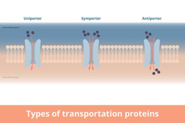 Types of cell membrane transportation proteins. Visualization of uniporter (one molecule, one direction), symporter (two molecules, same directions), antiporter (two molecules, different directions). clipart