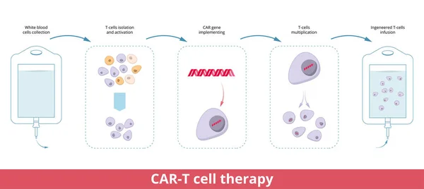 Car Cell Therapy Chimeric Antigen Receptor Cells Also Known Car — Vector de stock