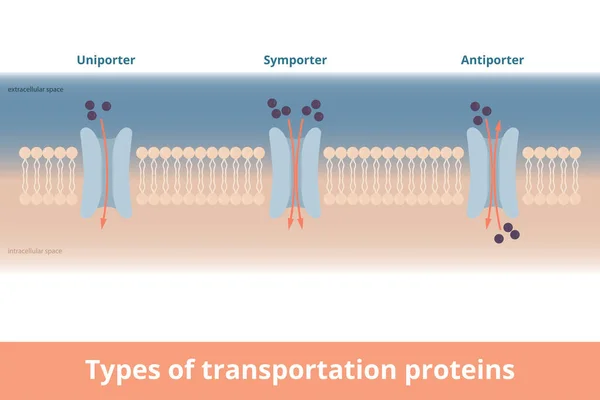 Tipos Proteínas Transporte Membrana Celular Visualização Uniporter Uma Molécula Uma —  Vetores de Stock
