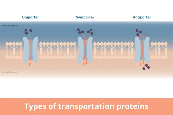 Tipos Proteínas Transporte Membrana Celular Visualización Uniporter Una Molécula Una — Vector de stock