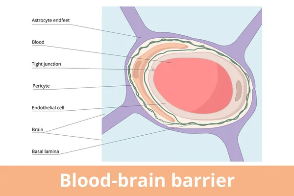 Blood Brain Barrier Anatomical Structure Blood Brain Barrier Formed Astrocyte — Vettoriale Stock