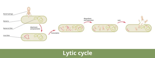 Lytic Cycle Cycle Viral Reproduction Bacterial Cell Its Stages Attachment — 图库矢量图片