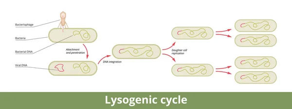 Lysogenic Cycle Viral Reproduction Cycle Characterized Integrating Bacteriophage Nucleic Acid — Vector de stock