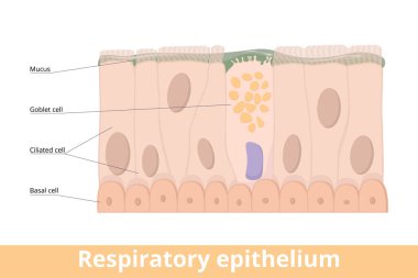 Respiratory epithelium. A type of ciliated columnar epithelium found lining most of the respiratory tract as respiratory mucosa including goblet cell, basal and ciliated cells, mucus.