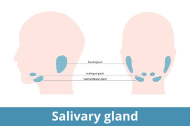 Tükürük bezi. Tükürük yapan bezler, şematik konumları: çene altı ve arkası (parotid, dilaltı ve alt çene altı)).