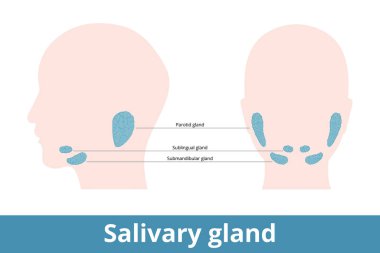 Salivary gland. Glands that make saliva, their schematic location: under and behind the jaw (parotid, sublingual and submandibular). clipart
