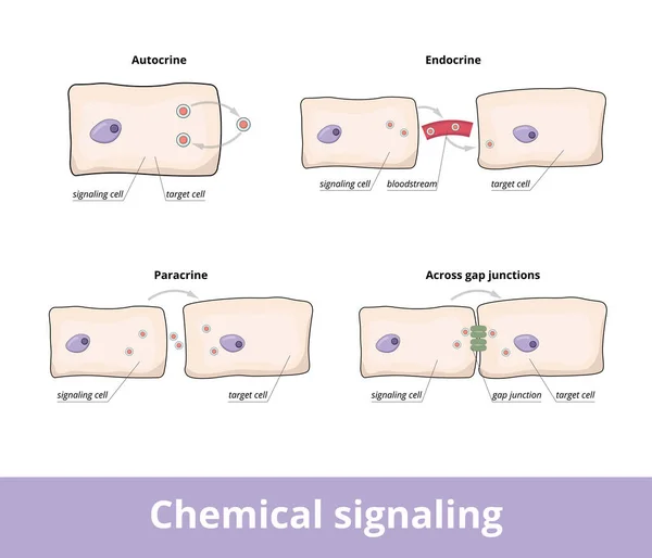 Chemical Signaling Common Forms Chemical Signaling Cells Including Autocrine Gap — 스톡 벡터