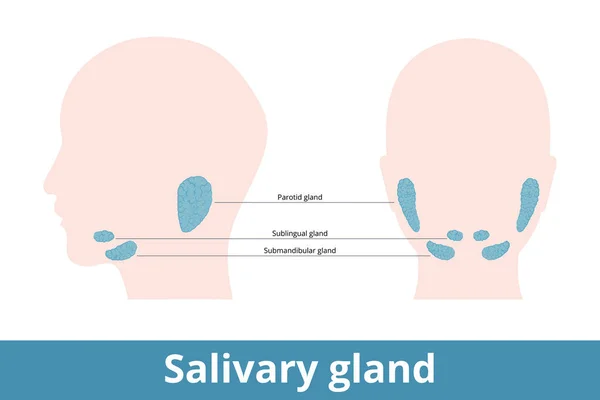 Salivary Gland Glands Make Saliva Schematic Location Jaw Parotid Sublingual — Wektor stockowy