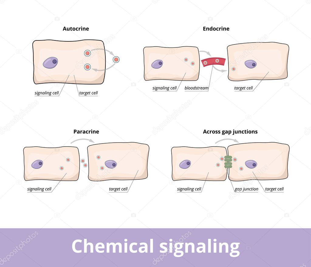 Chemical signaling. Common forms of chemical signaling between cells, including autocrine, gap junctions, paracrine and endocrine forms.