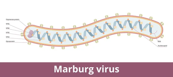 Marburg Virüsü Filoviridae Ailesinin Hemorajik Ateş Virüsü Virion Görselleştirme Glycoproteinler — Stok Vektör