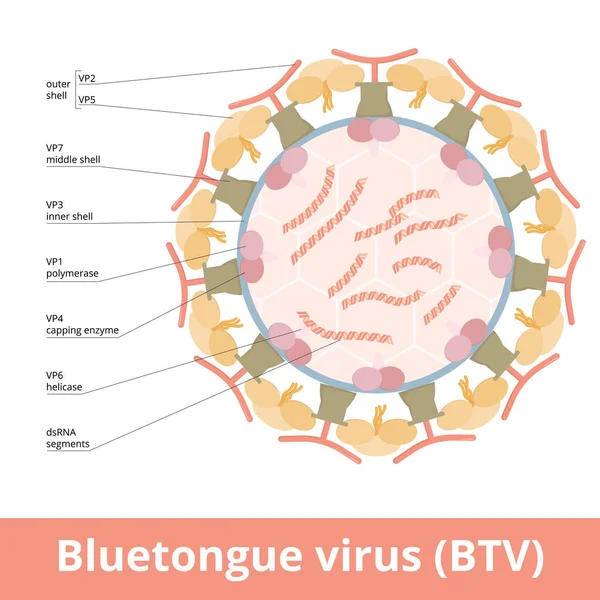 Bluetongue Virus Btv Virus Particle Consists Strands Double Stranded Rna — Vector de stock