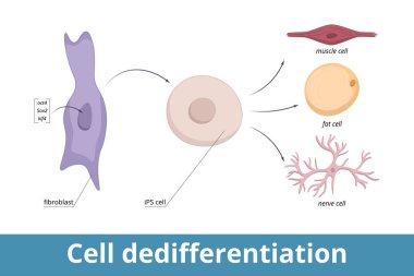 Hücre ayrımcılığı. Üç transkripsiyon düzenleyicisi kodlayan genler yapay olarak fibroblast çekirdeklerine eklenir, kültürde hücre bölünmeleri (iPS hücresi), ayrımcılığın kaldırılması için tetiklenir..