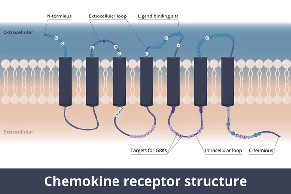 Chemokine Receptor Structure Cytokine Receptors Found Cell Surface Interact Chemokine — Image vectorielle