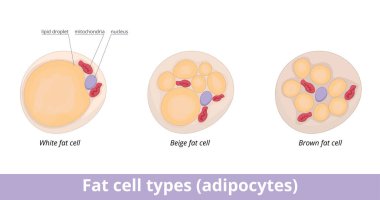 Fat cell types (adipocytes). Adipocytes are categorized into three different cell typeswhite, brown, and beige and  are filled with a lipid droplets and few cellular organelles.