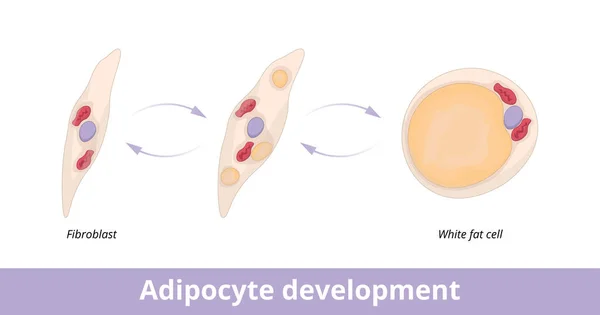 Adipocyte Development Visualization Adipocyte Fat Cell Development Fibroblast Fibroblast Adipocyte — Vettoriale Stock