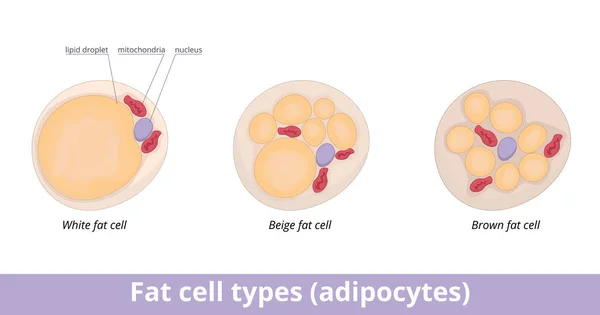 Fat Cell Types Adipocytes Adipocytes Categorized Three Different Cell Typeswhite — 스톡 벡터