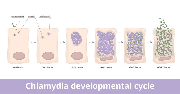 Chlamydia Developmental Cycle Elementary Body Attaches Host Cell Differentiates Reticulate — Vettoriale Stock