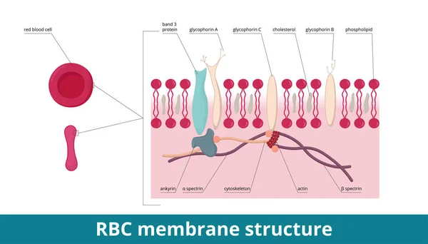 Red Blood Cell Membrane Membrane Skeleton Ankyrin Spectrin Two Main — 图库矢量图片