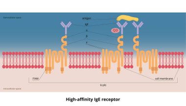 High-affinity IgE receptor. High-affinity receptor (FcRI) for the Fc region of immunoglobulin E (IgE), an antibody isotype involved in the allergy disorder and parasites immunity.