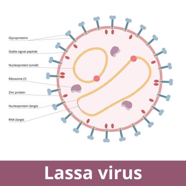 Lassa mammarenavirus.Lassa viruses are enveloped, single-stranded RNA viruses and cause Lassa hemorrhagic fever. Viral cell with glycoproteins, zinc proteins, RNA strands, and peptides.
