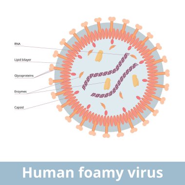 Human foamy virus. A retrovirus occurs as a result of zoonotic infection. Viral cell with RNA, capsid, polymerase, and glycoproteins. HFV is bound with myasthenia gravis, multiple sclerosis.