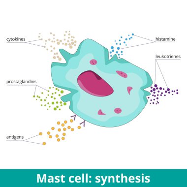 Mast cell: synthesis. Due to antigen activation, mast cells produce prostaglandins, leukotrienes, histamine, and cytokines. Visualization of mast cell products during an allergic reaction. clipart