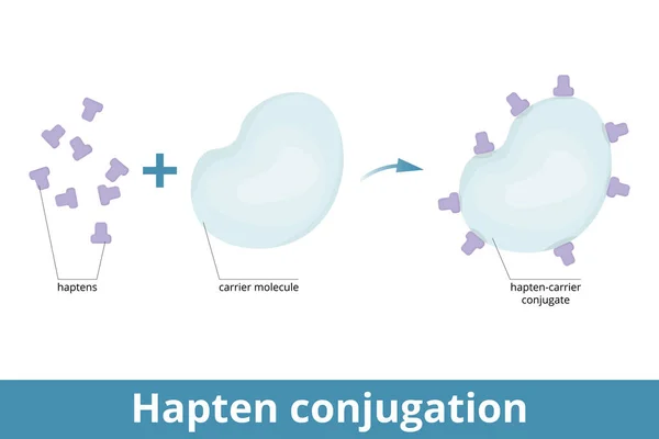 Hapten Conjugation Haptens Small Molecules Elicit Immune Response Attached Large — Διανυσματικό Αρχείο
