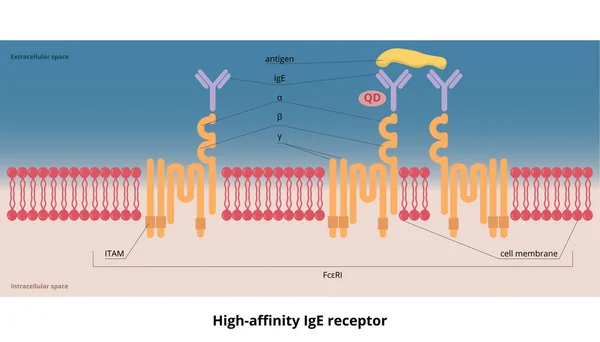 High Affinity Ige Receptor High Affinity Receptor Fcri Region Immunoglobulin — Vettoriale Stock