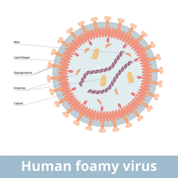Human Foamy Virus Retrovirus Occurs Result Zoonotic Infection Viral Cell — ストックベクタ