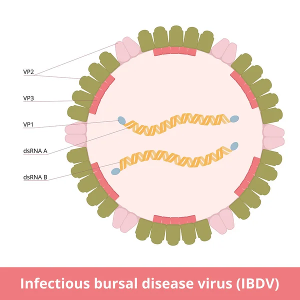 Infectious Bursal Disease Virus Ibdv Highly Contagious Disease Young Chickens — 图库矢量图片