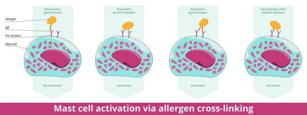 Mast Cell Activation Allergen Cross Linking Histamine Release Two Different — Archivo Imágenes Vectoriales
