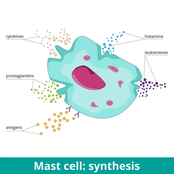 Mast Cell Synthesis Due Antigen Activation Mast Cells Produce Prostaglandins — стоковый вектор