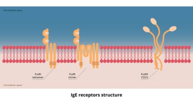 IgE receptors structure. Two basic receptors for the IgE molecule: a membrane high-affinity receptor FcRI and a cellular or soluble low-affinity receptor, FcRII.