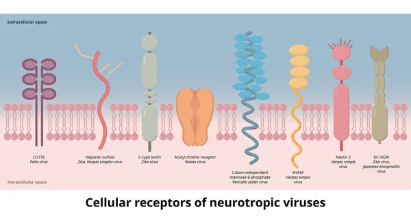 Клітинні Рецептори Нейротропних Вірусів Рецептори Використовуються Загальними Нейротропними Вірусами Вірус — стоковий вектор