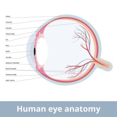 Human eye anatomy. Cross-section of the human eye, showing the major parts of the eye, including the protective covering of the cornea over the front of the eye.