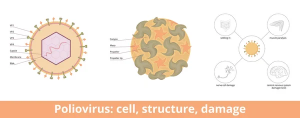 Poliovirus Cell Structure Damage Viral Cell Rna Genome Protein Capsid — Vector de stock