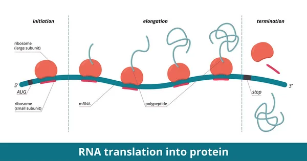 Rna Μετάφραση Πρωτεΐνη Στάδια Σύνθεσης Πρωτεϊνών Πολυπεπτίδιο Έναρξη Επιμήκυνση Τερματισμός — Διανυσματικό Αρχείο
