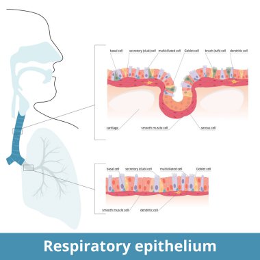 Respiratory epithelium. Human respiratory tract tissue with specific cells: ciliated, goblet, brush and basal cells. Smooth muscle cells innervated by dendritic cells and cartilage. Lungs histology.