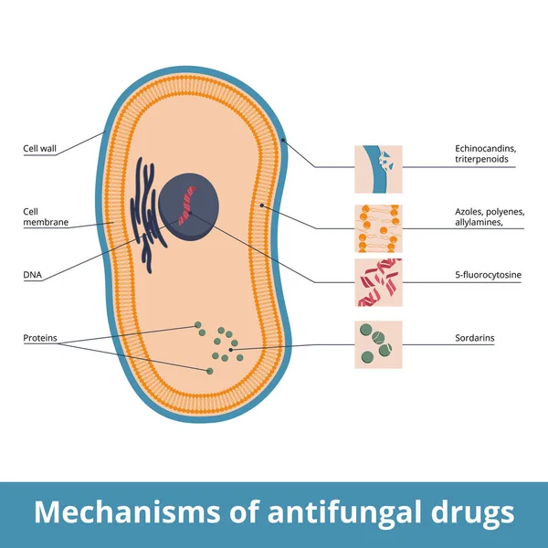 Mechanisms Antifungal Drugs Antimycotic Medications Targeted Fungi Organelles Polyenes Azoles — 图库矢量图片