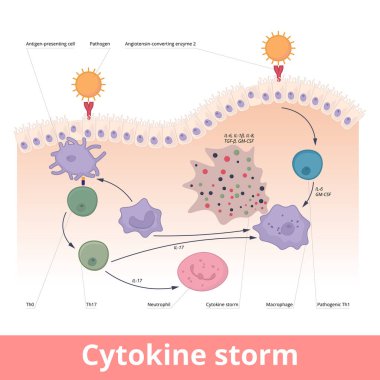 Cytokine storm. Hypercytokinemia during which the immune system causes a release of cytokines with help of macrophages, t helper cells, neutrophils.