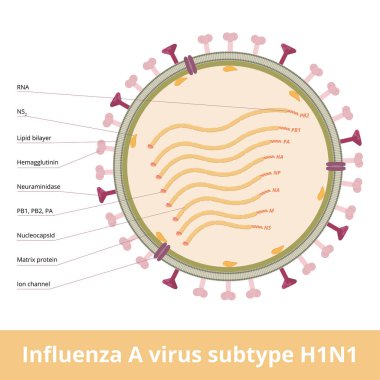 Influenza A virus subtype H1N1. An orthomyxovirus that contains glycoproteins, hemagglutinin and neuraminidase and causes Spanish flu, swine flu. Viral cell.