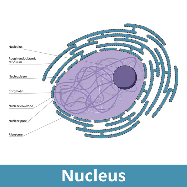 Nucleus Membrane Bound Organelle Nuclear Envelope Nucleolus Cellular Cytoplasm Nuclear — Stock Vector