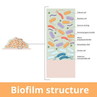 Biofilm structure. Structure is composed active (both resistant and tolerant) and viable but not culturable cells persisters as well polysaccharides, extracellular DNA and proteins.