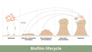 Biofilm formation. Process of biofilm formation with mechanics of its development and growth. Stages include first contact, strong adhesion, formation of monolayer, colonies and dispertion. clipart