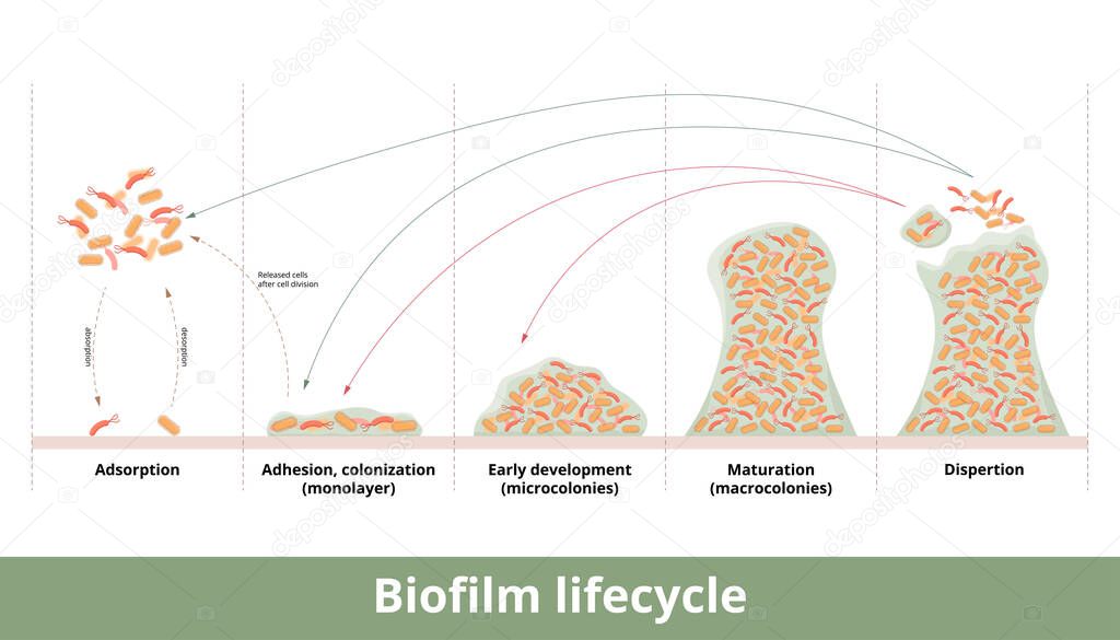 Biofilm formation. Process of biofilm formation with mechanics of its development and growth. Stages include first contact, strong adhesion, formation of monolayer, colonies and dispertion.